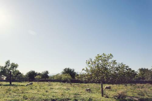 Agroturismo S'hort Des Convent