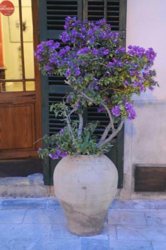 Petit Hotel Sa Pla�a