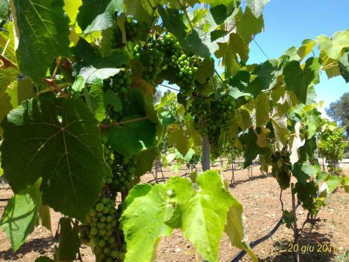 Agroturismo Masseria Vignenove