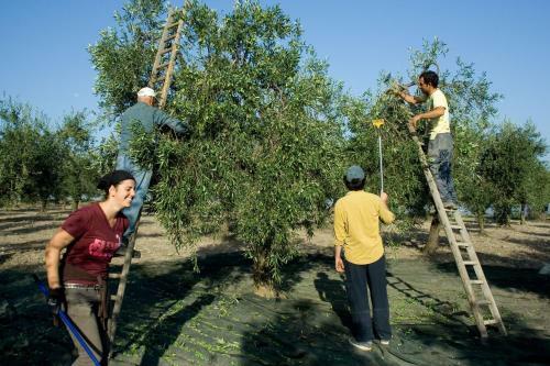 Agroturismo Masseria Sant'agapito