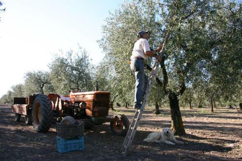 Agroturismo Masseria Sant'agapito