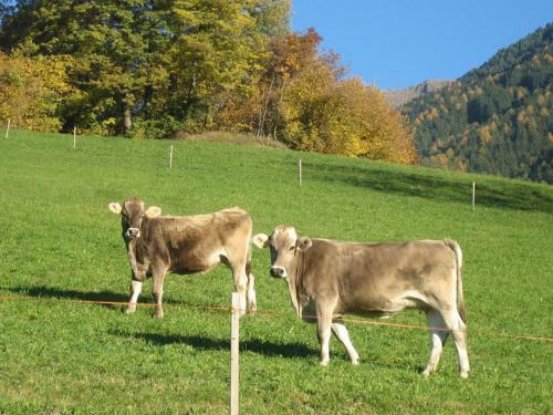 Agroturismo Mantingerhof
