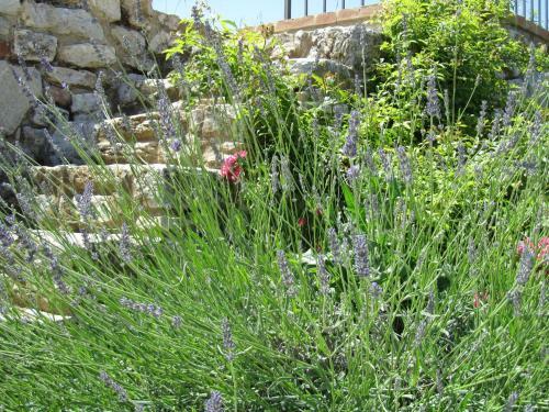 Agroturismo Agriturismo Borghetto Il Montino