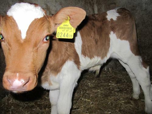 Agroturismo Wiesenbauer - Schl�gl Anton