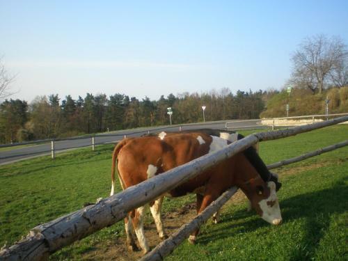 Agroturismo Wiesenbauer - Schl�gl Anton