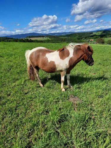 Agroturismo Wiesenbauer - Schl�gl Anton