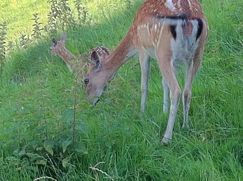 Hostal Gasthof Pension Steinberger