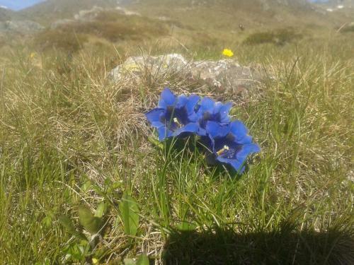 Apartment Fernerkogel
