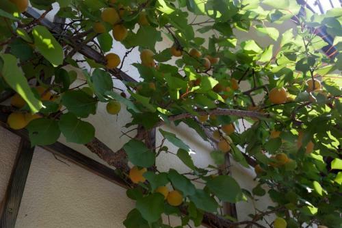 Apartamento G�steh�user Anni Ehrndorfer