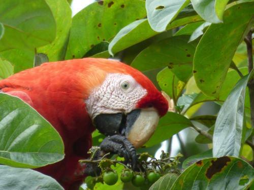 Corcovado Beach Lodge