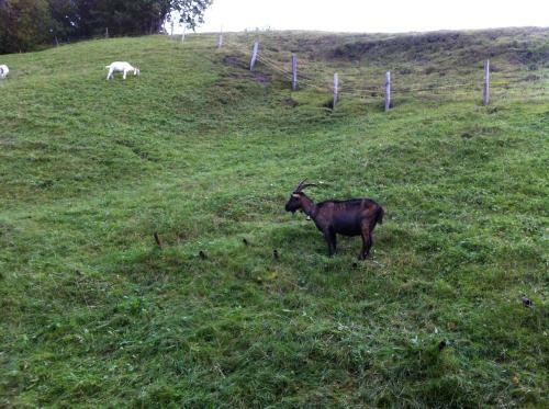 Apartamentos Designer-chalets