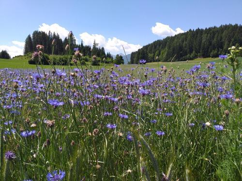 Apartamento Appartement Lungau