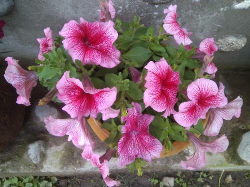 Hotel Bamboo Resort And Atv Park