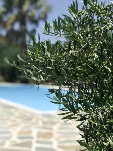 Apartamento Irida Studios