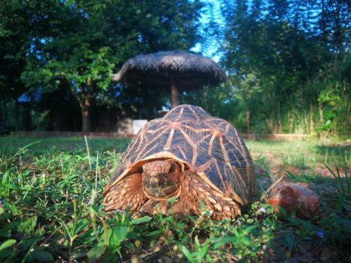 Bed & Breakfast Green Cottage