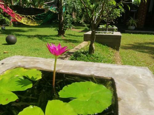 Bed & Breakfast Green Cottage