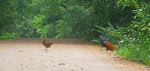 Bed & Breakfast Green Cottage