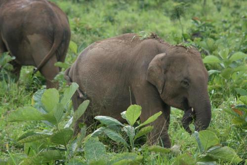 Hostal Dambulu Oya Family Park