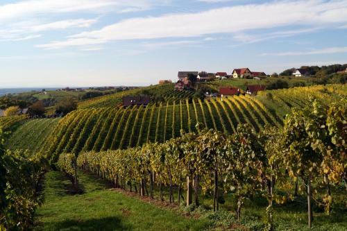 Weinbau Winzerzimmer Veronika Und Alfred Kl�ckl