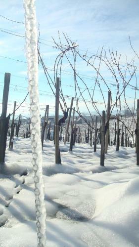 Weinbau Winzerzimmer Veronika Und Alfred Kl�ckl