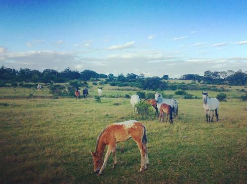 Agroturismo Kingston Farm