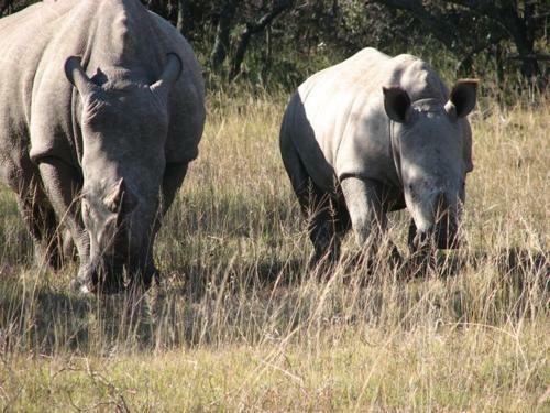 Bukela Game Lodge - Amakhala Game Reserve