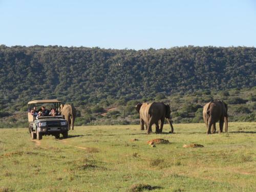 Woodbury Lodge ? Amakhala Game Reserve
