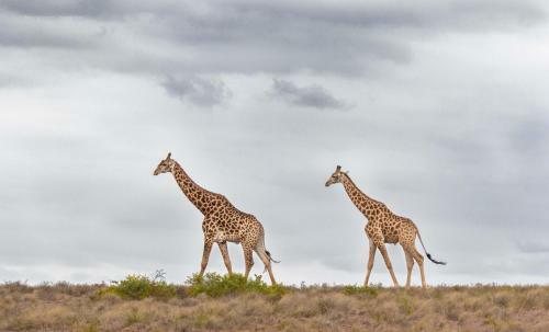 Woodbury Lodge ? Amakhala Game Reserve