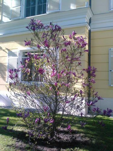 Hotel Ch�teau Visz