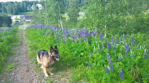 Hotel Kes�hotelli Domusvirrat
