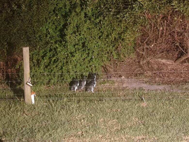 Hotel Diamond Island Resort