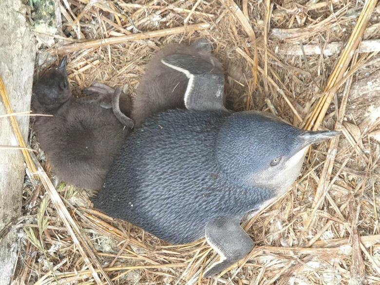 Hotel Diamond Island Resort