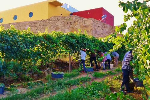 Casa Das Vinhas Cam�lias De Bastoturismo Rural