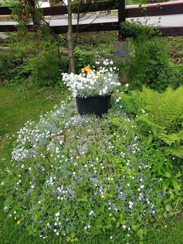 Hostal Pensiunea Liziera