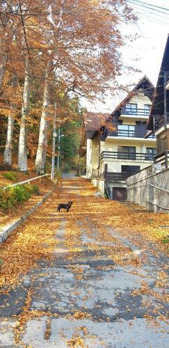 Apartament Kalinderu