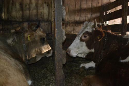 Pensiunea Agroturistica Casa Colini?a