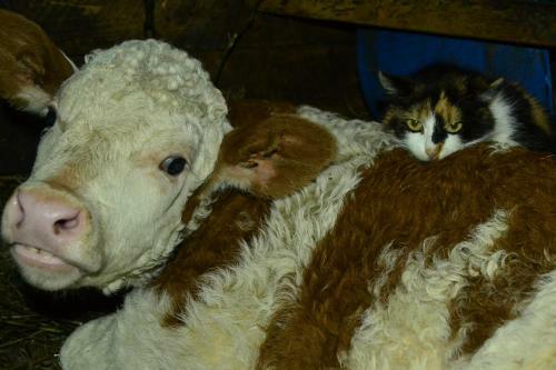 Pensiunea Agroturistica Casa Colini?a