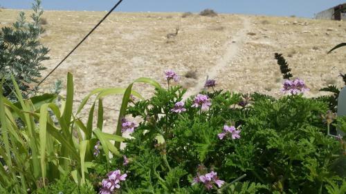 Desert Camping Israel