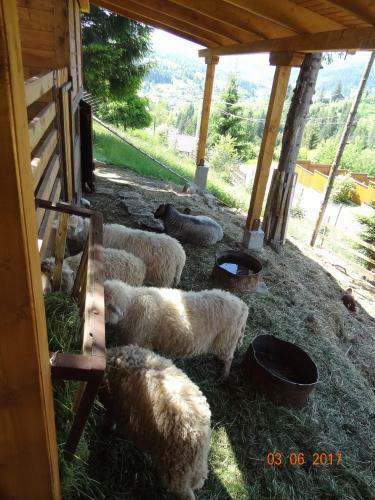 Hotel Alpenhof Pansion