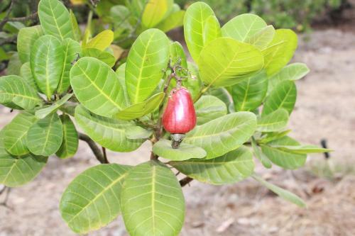 Agroturismo Sneha Farm House