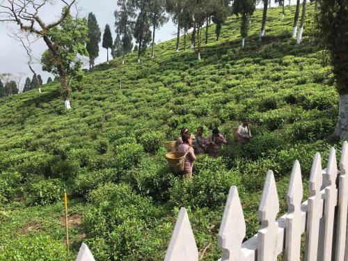 Hotel Sourenee Tea Estate