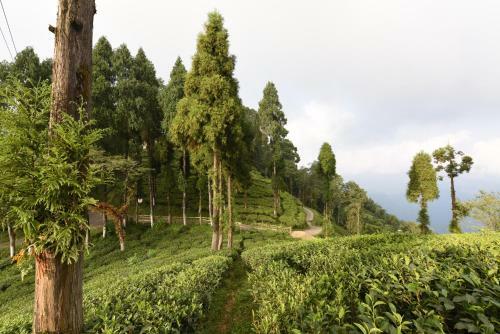 Hotel Sourenee Tea Estate