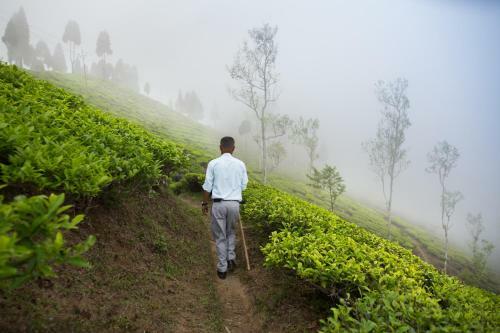 Hotel Sourenee Tea Estate