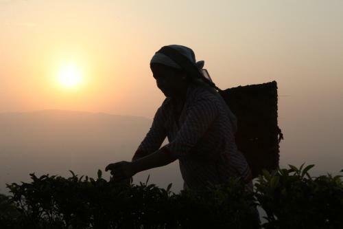 Hotel Sourenee Tea Estate