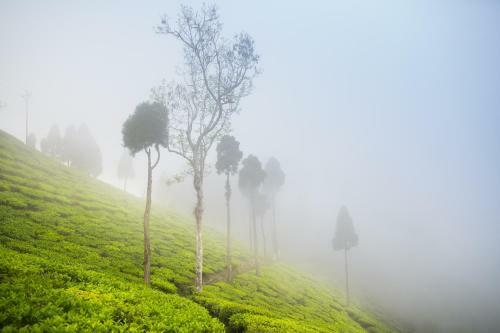 Hotel Sourenee Tea Estate