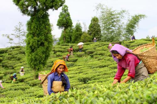 Hotel Sourenee Tea Estate