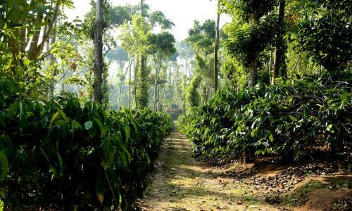 Hostal Coffee Native Homestay