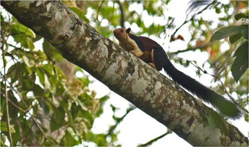 Bed & Breakfast Spice Jungle Holiday Resort