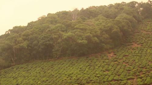 Posada Shanmuga Residency - Vagamon / Elappara