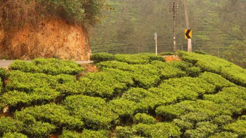 Posada Shanmuga Residency - Vagamon / Elappara